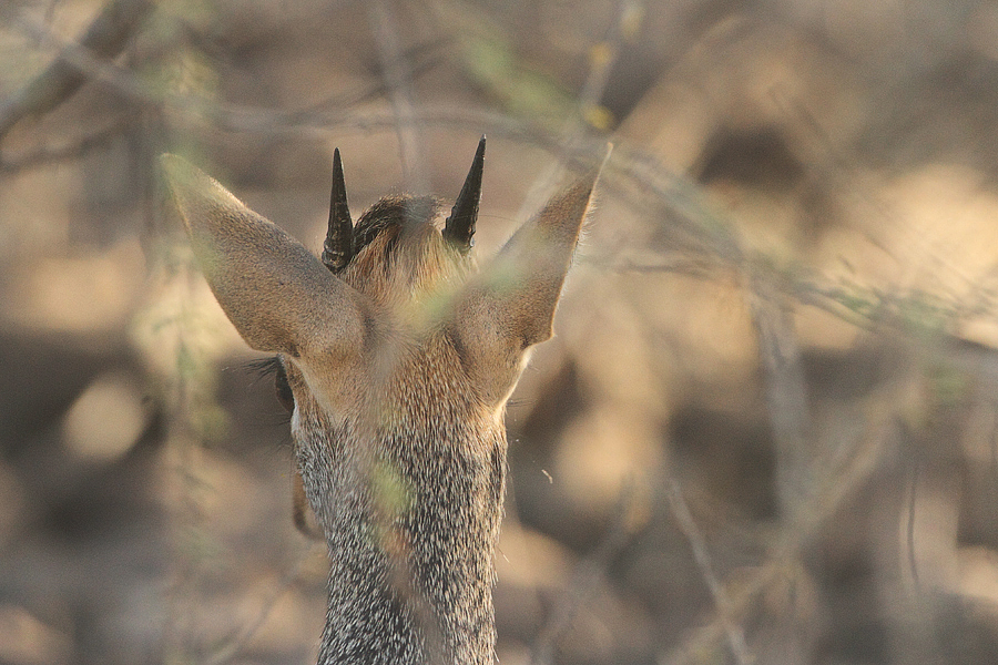 Dikdik Kirkův (Madoqua kirkii) Kenya