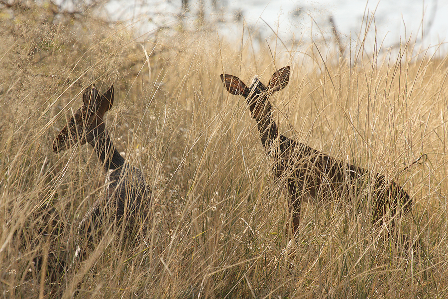 Dikdik Kirkův (Madoqua kirkii) Kenya