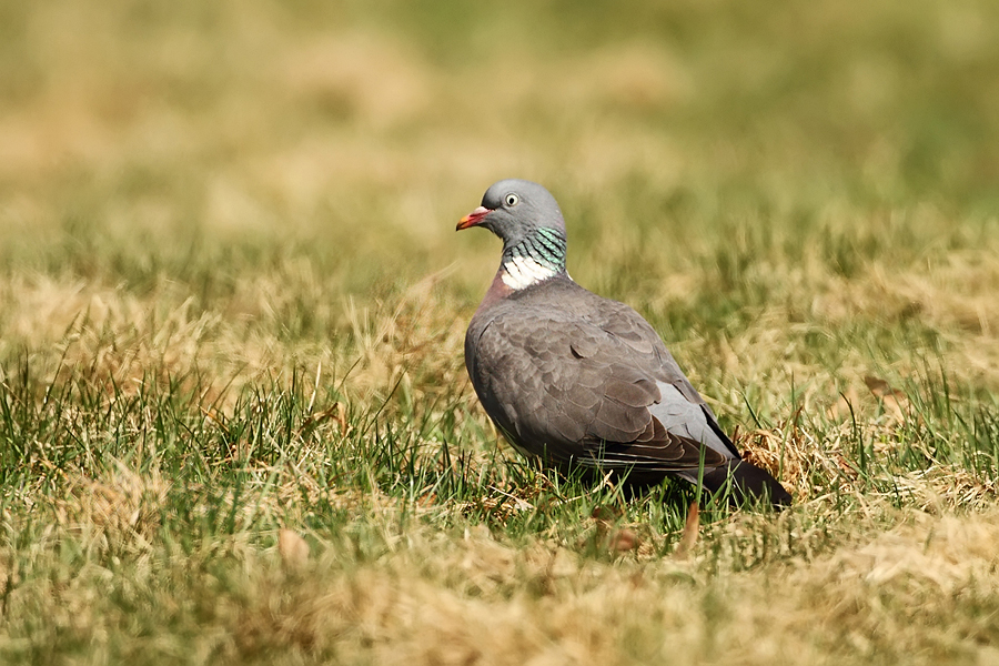 Holub hřivnáč (Columba palumbus)