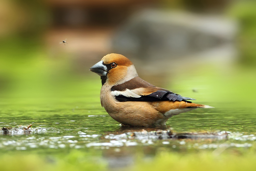 Dlask tlustozobý (Coccothraustes coccothraustes)