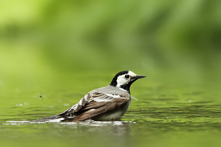 Konipas bílý (Motacilla alba)