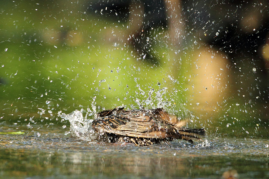 Špaček obecný (Sturnus vulgaris)