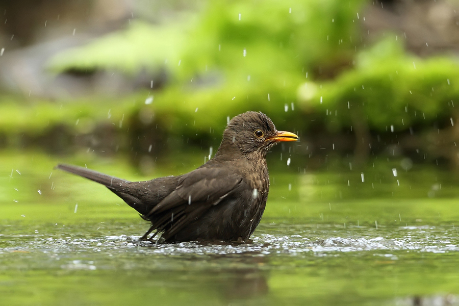 Kos černý (Turdus merula