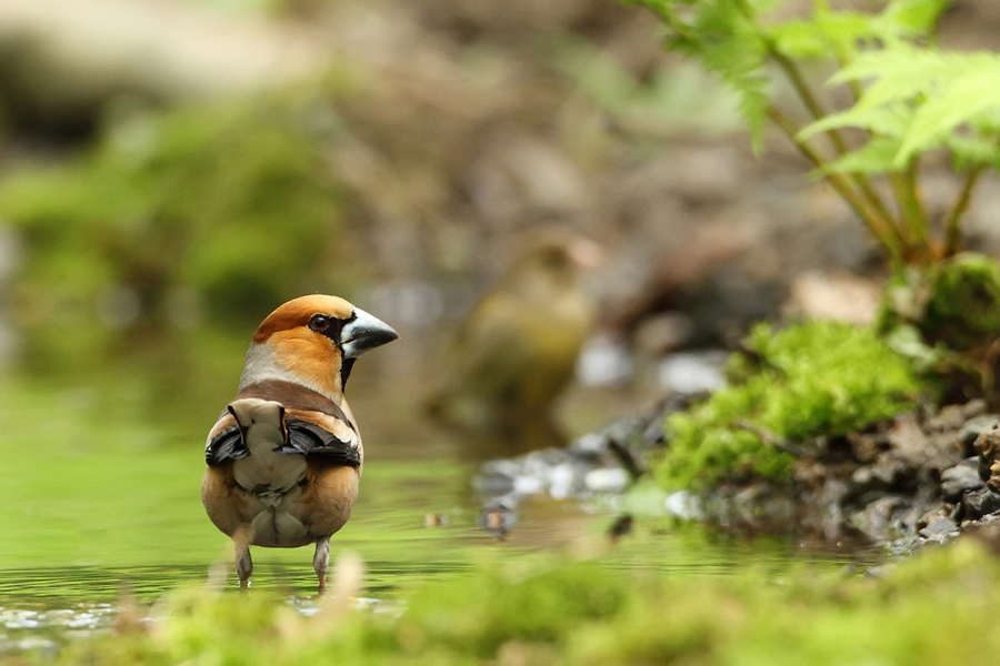 Dlask tlustozobý (Coccothraustes coccothraustes)