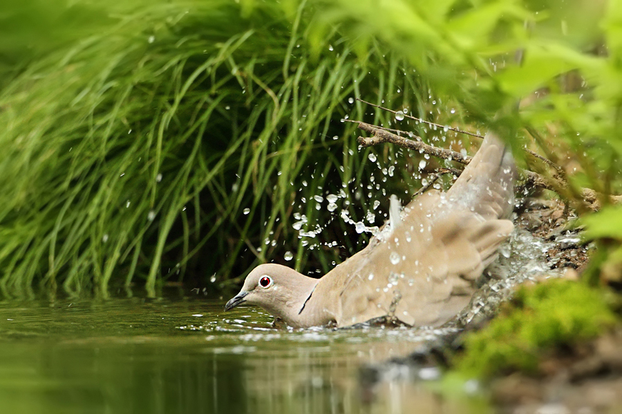 Hrdlička zahradní (Streptopelia decaocto)