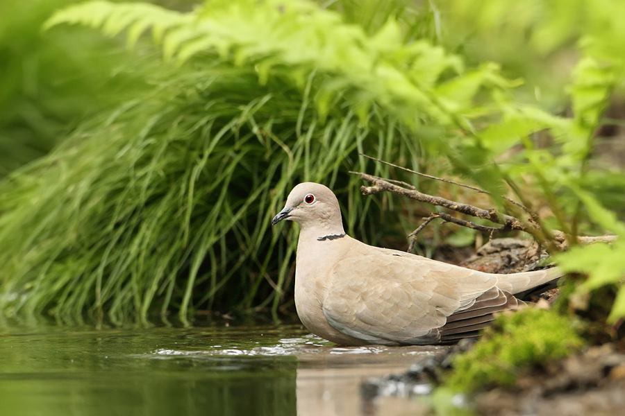 Hrdlička zahradní (Streptopelia decaocto)