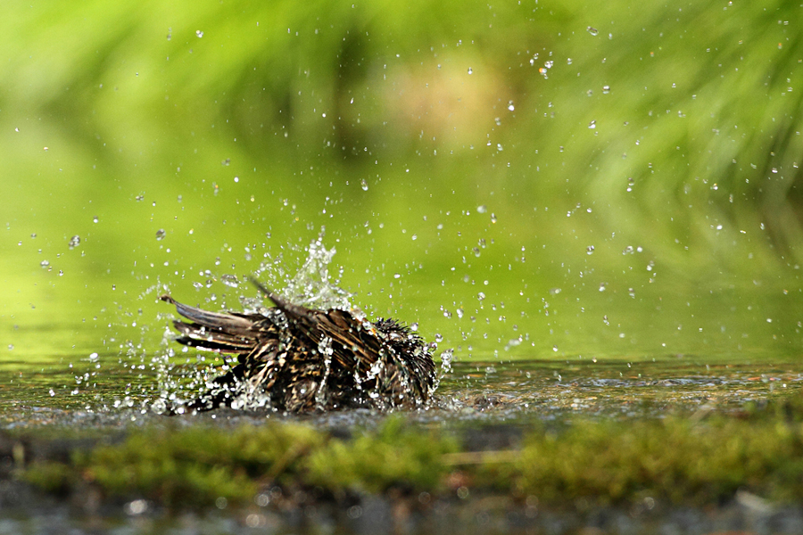 Špaček obecný (Sturnus vulgaris)