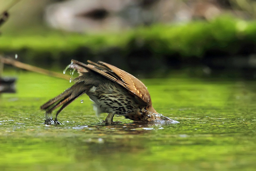 Drozd zpěvný (Turdus philomelos)