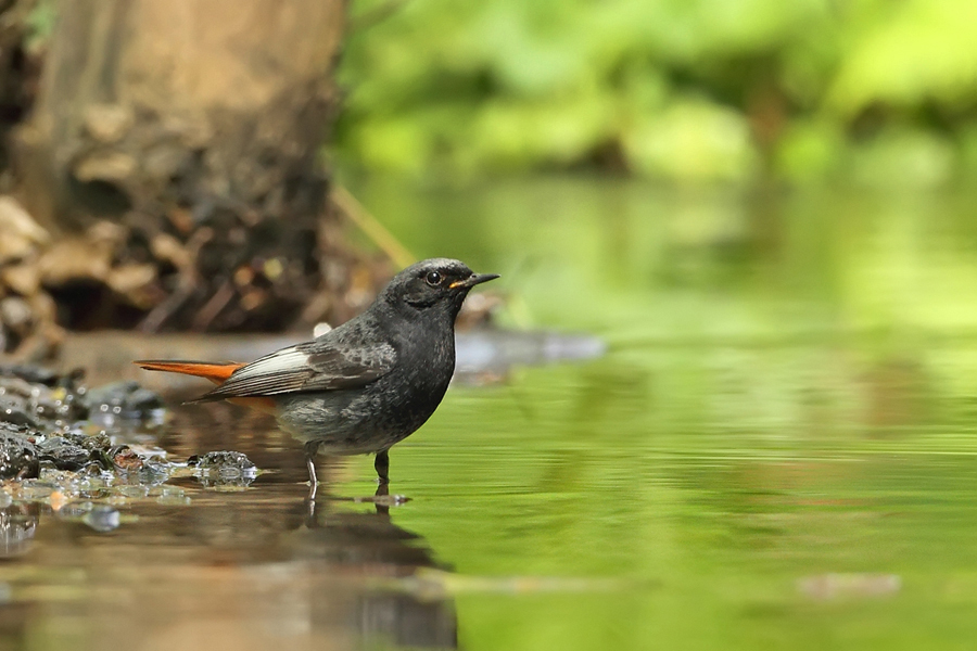 Rehek domácí (Phoenicurus ochruros) samec