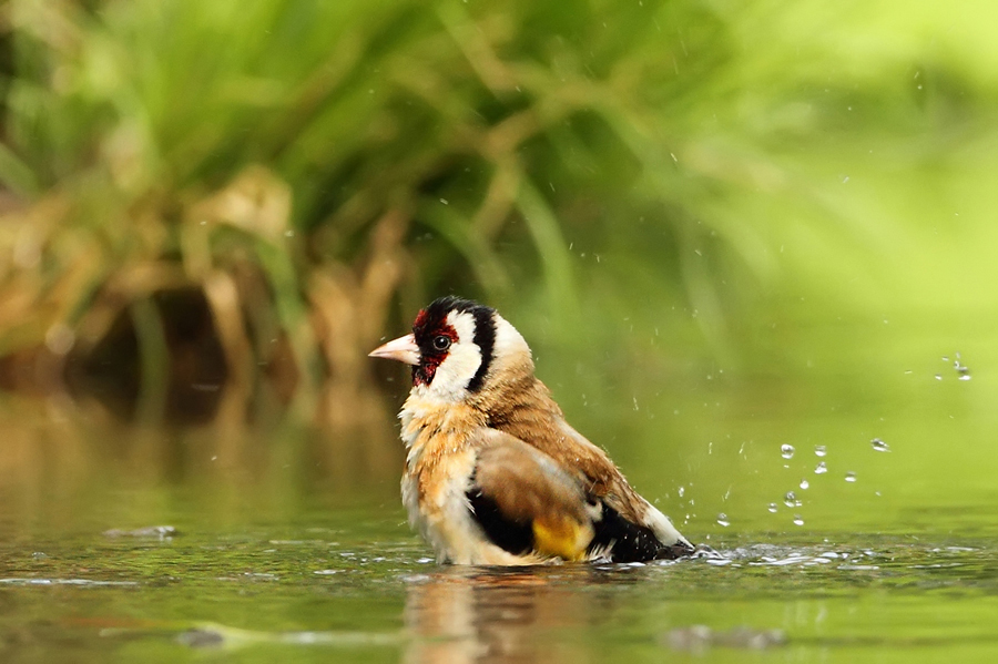 Stehlík obecný (Carduelis carduelis)