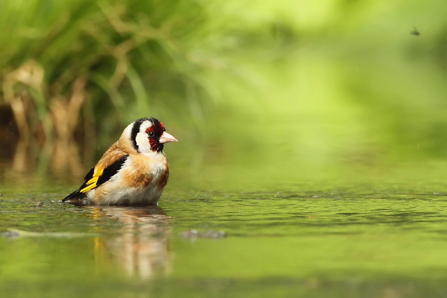 Stehlík obecný (Carduelis carduelis)