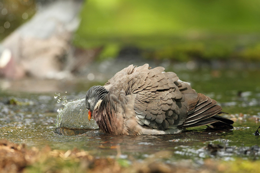 Holub hřivnáč (Columba palumbus)