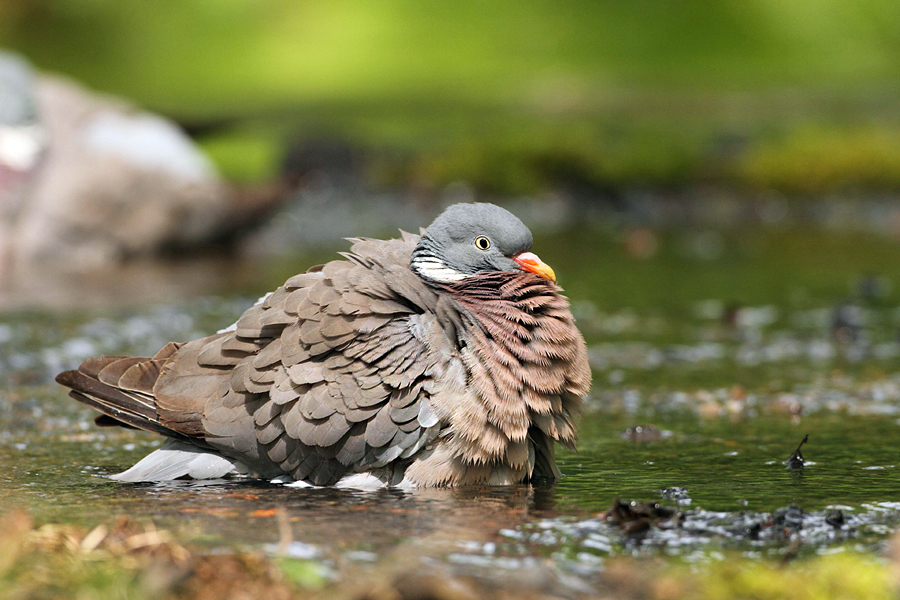 Holub hřivnáč (Columba palumbus)