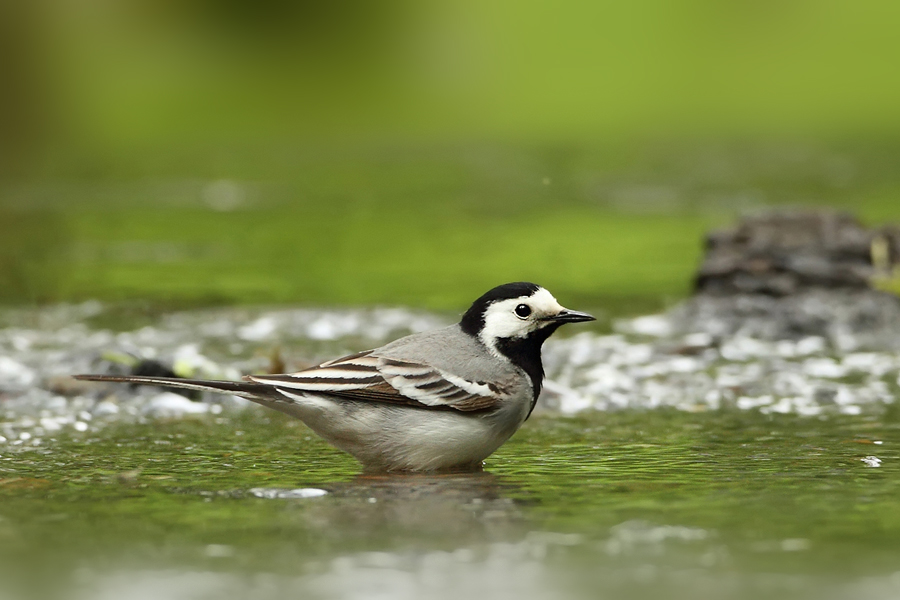 Konipas bílý (Motacilla alba)