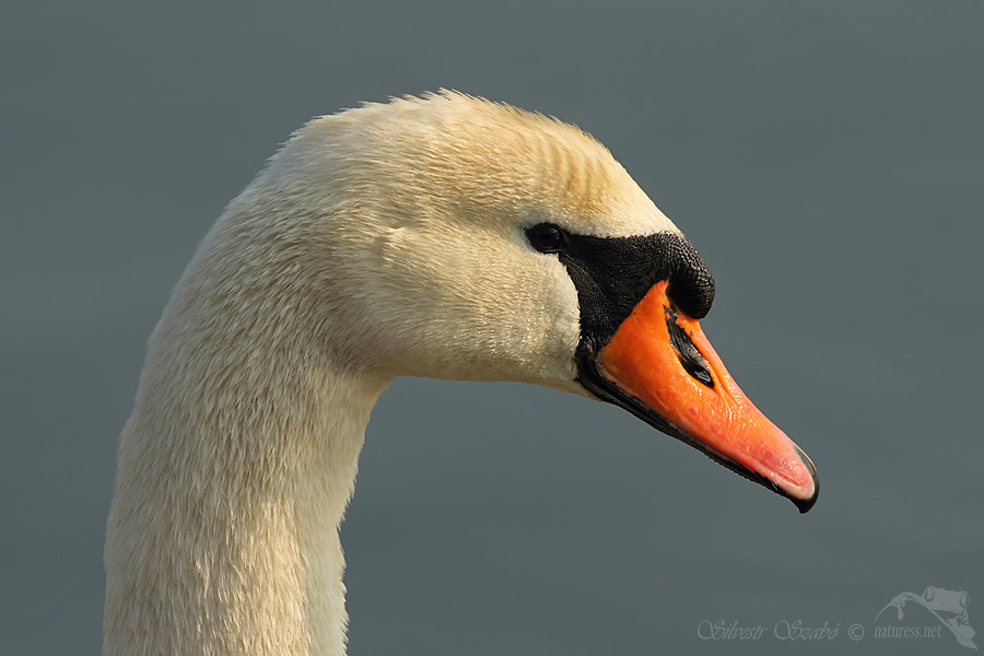 Labuť velká (Cygnus olor)