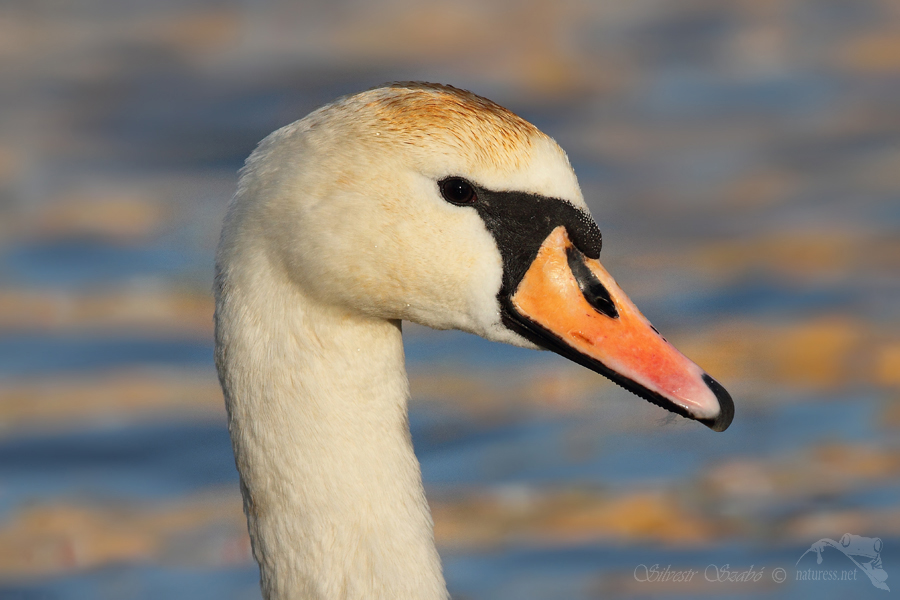 Labuť velká (Cygnus olor)