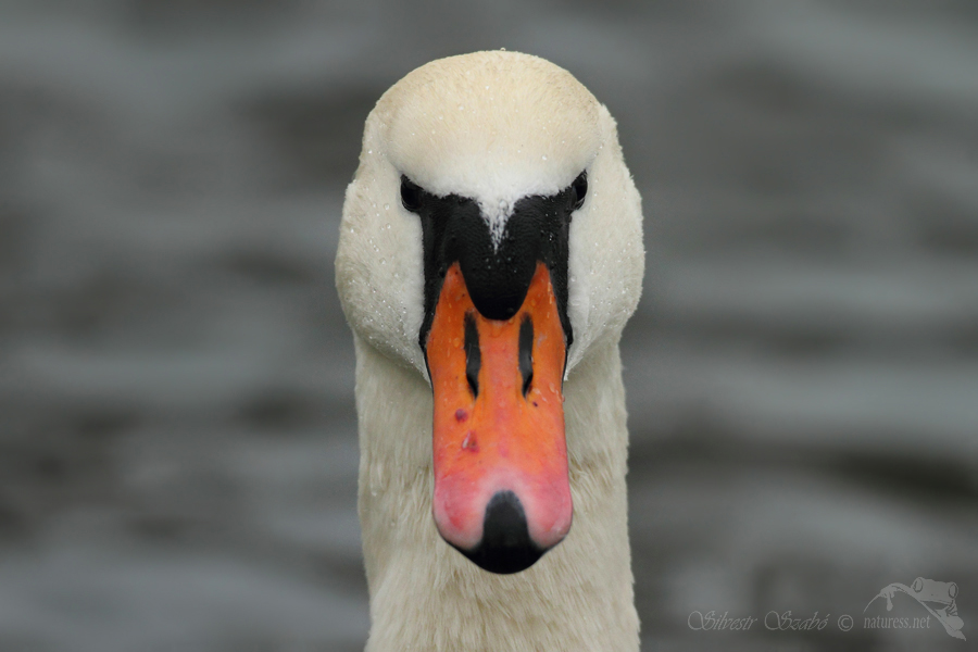 Labuť velká (Cygnus olor)