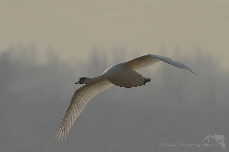 Labuť velká (Cygnus olor)