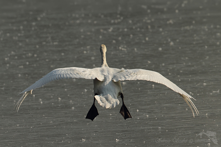 Labuť velká (Cygnus olor)