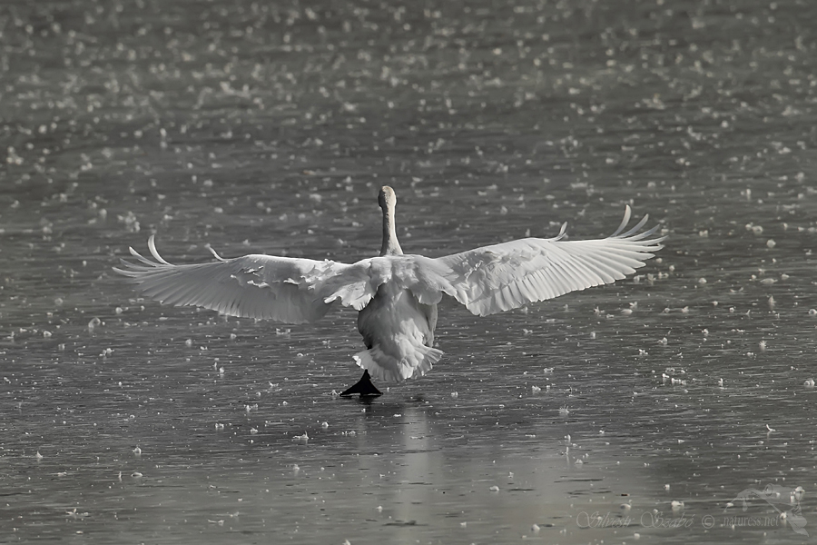 Labuť velká (Cygnus olor)