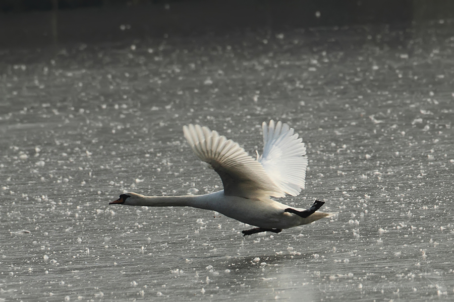 Labuť velká (Cygnus olor)