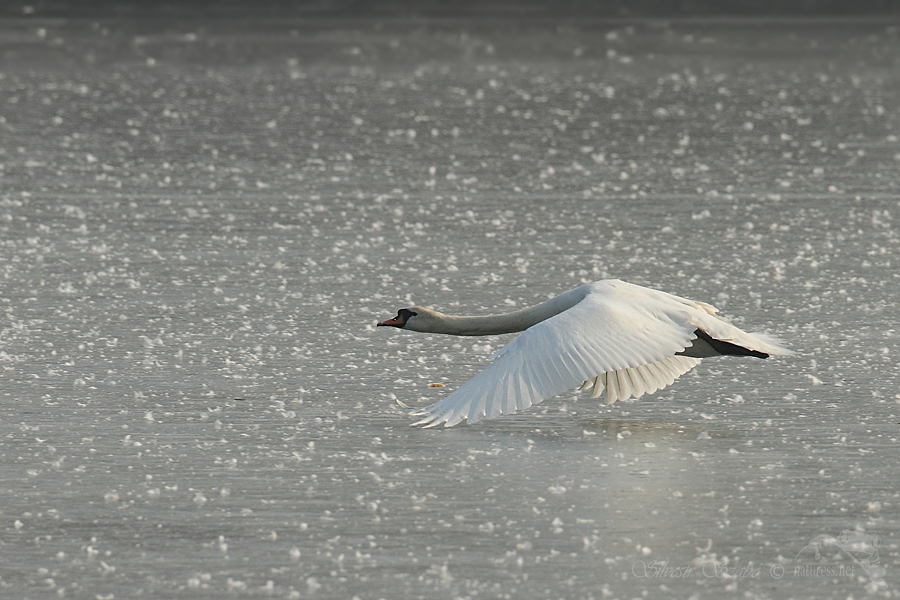 Labuť velká (Cygnus olor)