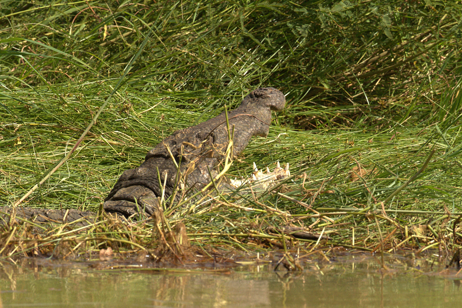 Lake Baringo