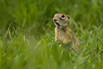 Sysel obecný (Spermophilus citellus)