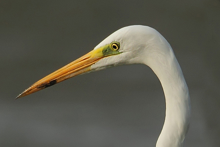 Volavka bílá (Ardea alba)