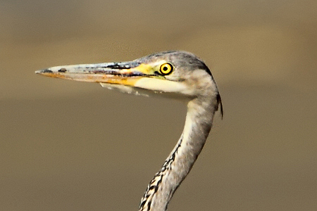 Volavka popelavá (Ardea cinerea)