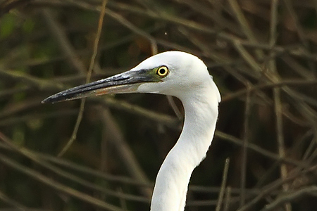 Volavka stříbřitá (Egretta garzetta)