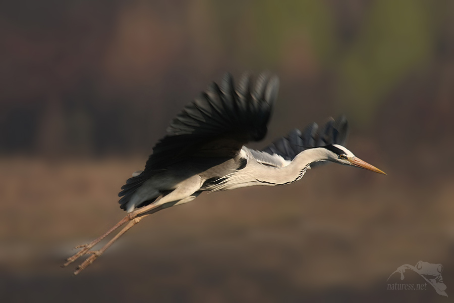 Volavka popelavá (Ardea cinerea)