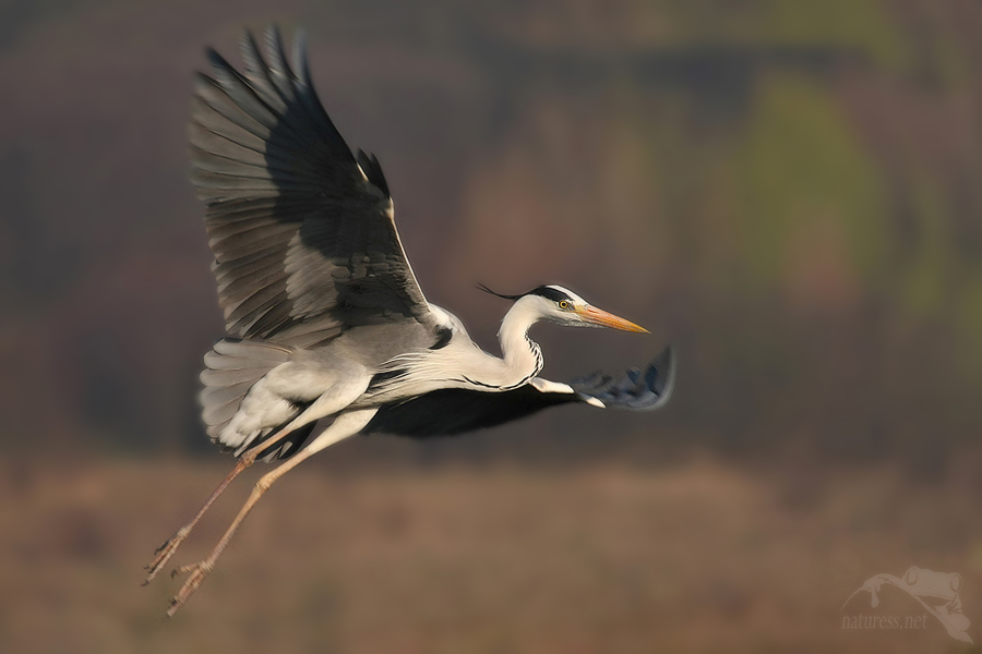 Volavka popelavá (Ardea cinerea)