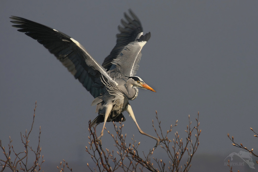 Volavka popelavá (Ardea cinerea)