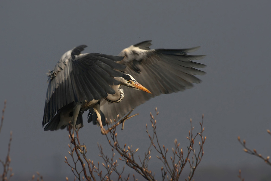 Volavka popelavá (Ardea cinerea)