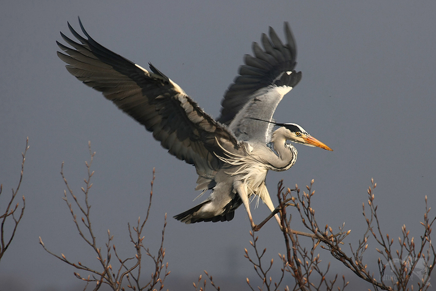 Volavka popelavá (Ardea cinerea)