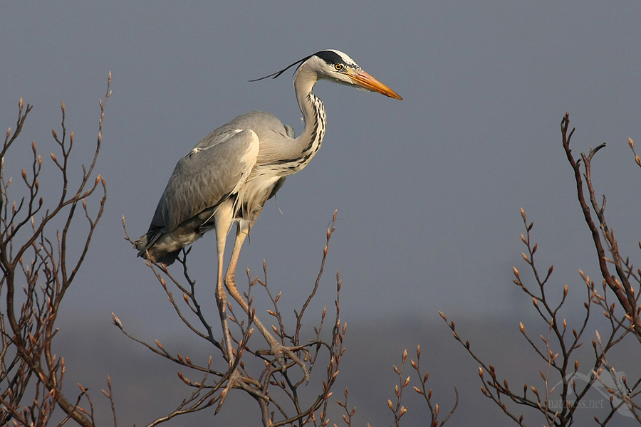 Volavka popelavá (Ardea cinerea)