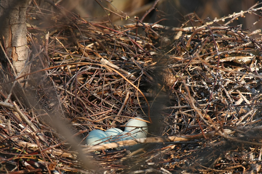 Volavka popelavá (Ardea cinerea)