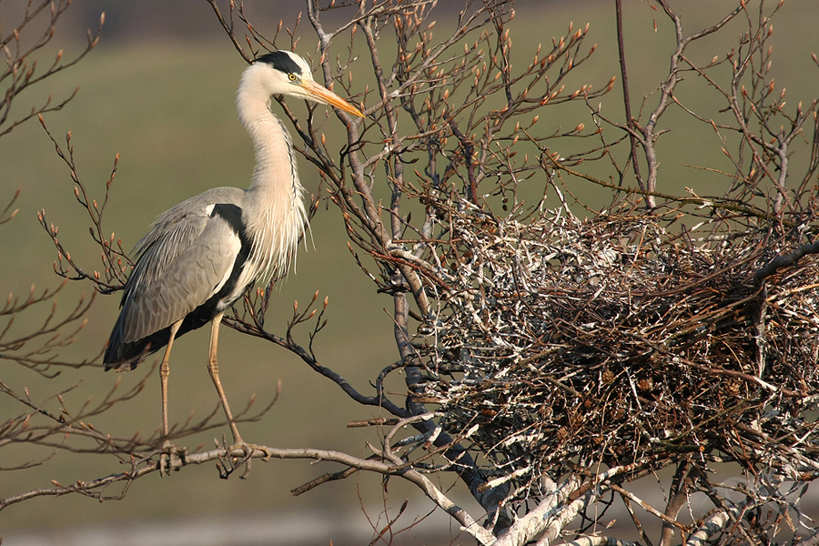 Volavka popelavá (Ardea cinerea)